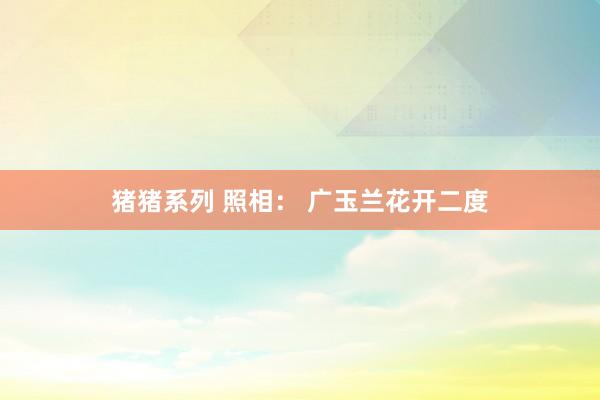 猪猪系列 照相： 广玉兰花开二度